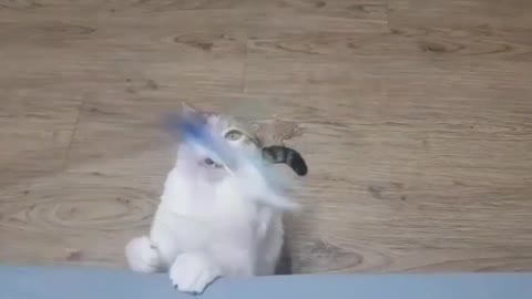 How to hunt cute white cats. :)