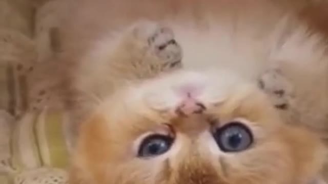 #funny #shorts #cute #cats
