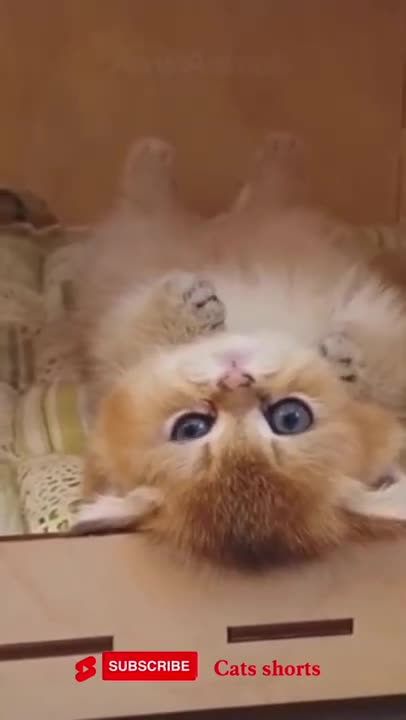 #funny #shorts #cute #cats
