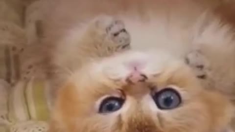 #funny #shorts #cute #cats