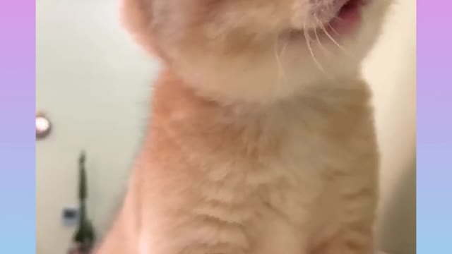 Cute little cat amezing video on rumble.com