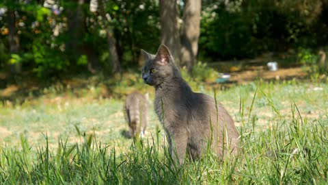 Cat Smoky