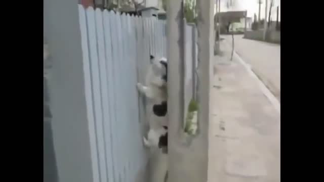 Funny Dog Videos - See How This Smart Dog gets inside when the Gate is Closed