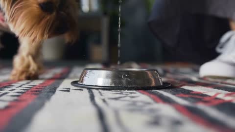 pours water into a brilliant dog bowl