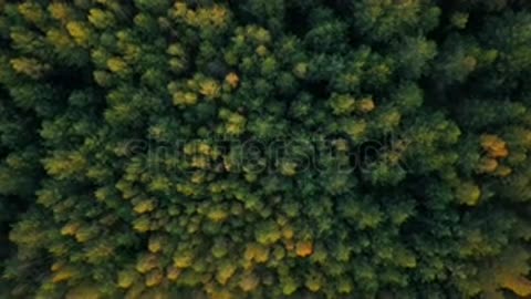 stock-footage-early-autumn-in-forest-aerial-top-view-mixed-forest-green-conifer.mp4