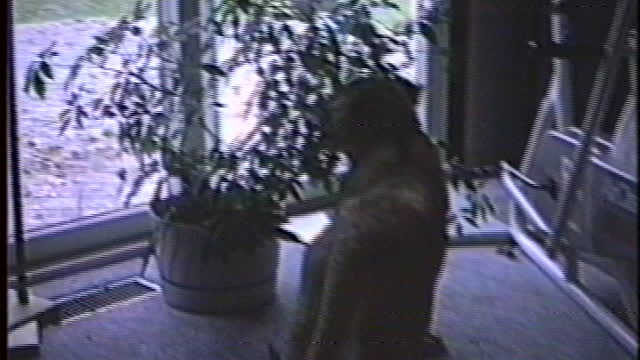 Lion in Livonia
