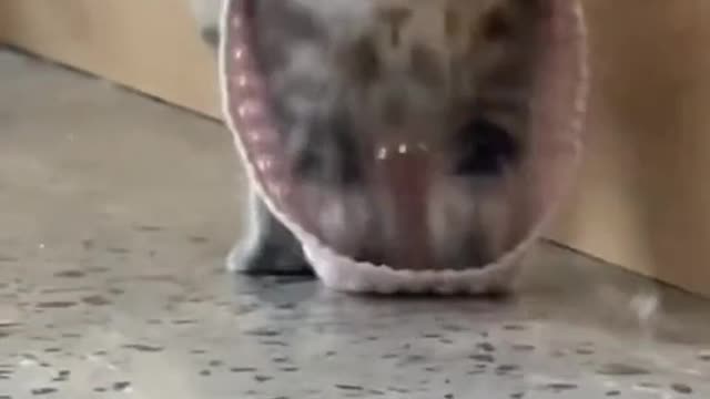 The cat's eyes are a bottomless lake