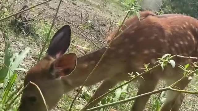 Cute little deer.