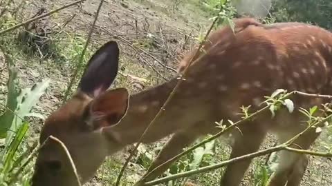 Cute little deer.