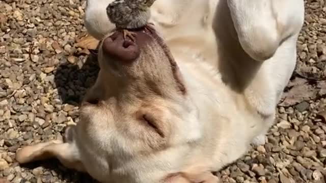 The bird sits on the dog's face