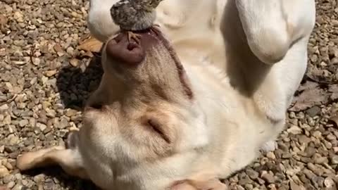 The bird sits on the dog's face