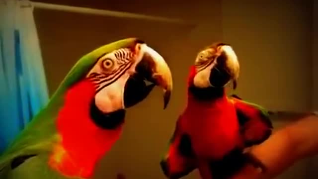 Funny Bird-Parrots