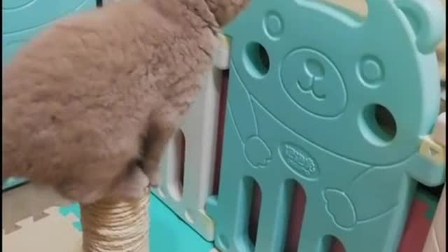 sweet funny kitten