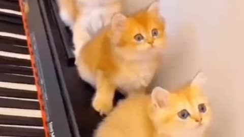 Nice cat good cat 🤣🤣🤣