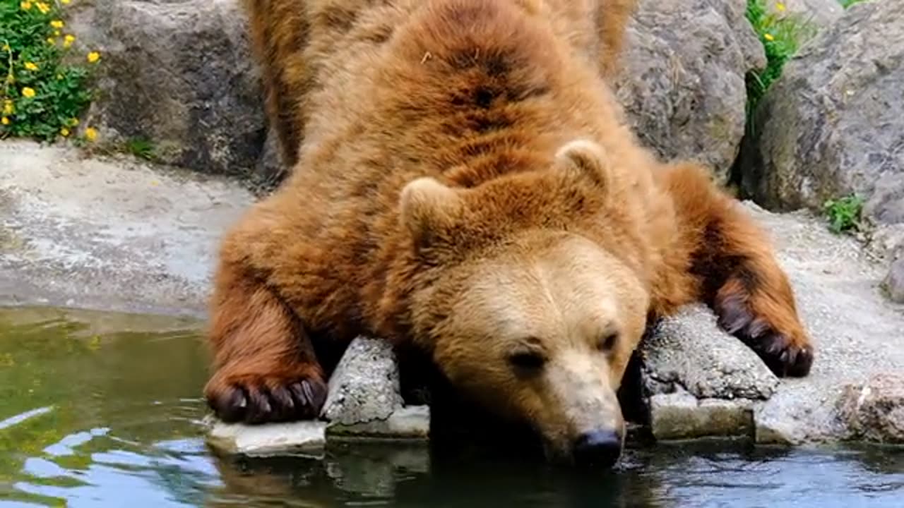 Brown bear