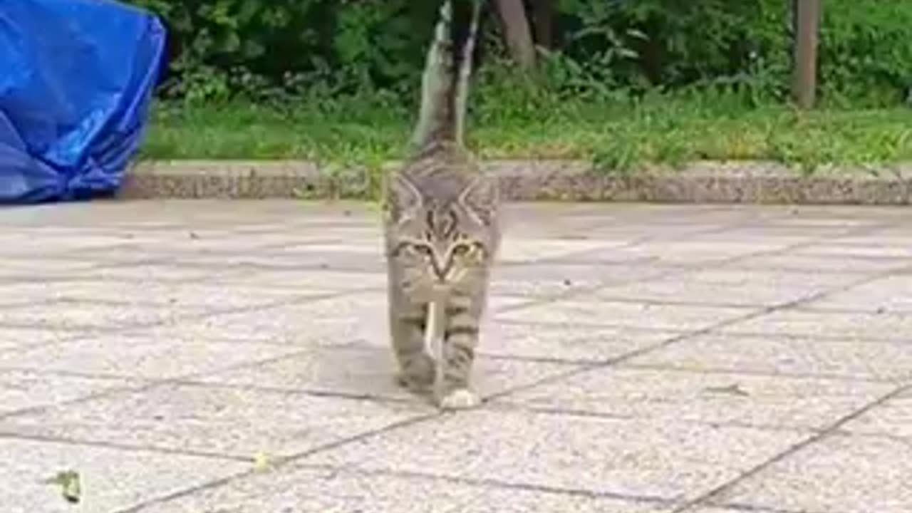 Amazing cat 🐱 trending video