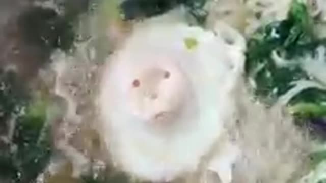 The Way Egg🥚 Talks😀