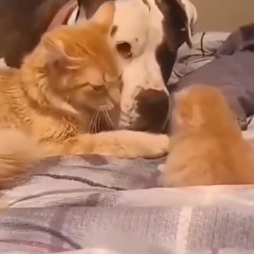 Baby Cats!😍 Cute and Funny Cat Videos