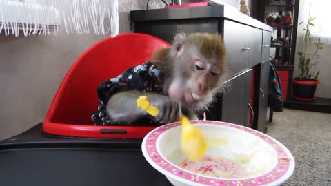 monkey eats delicious porridge with a spoon