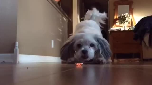 Dog runs and slides in slow motion