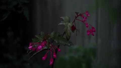 RAIN Sounds to Relax and sleep! (1 hour)