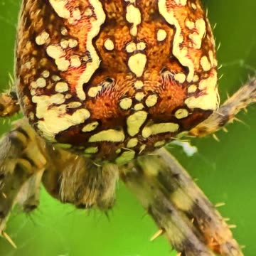 Cross spider close up