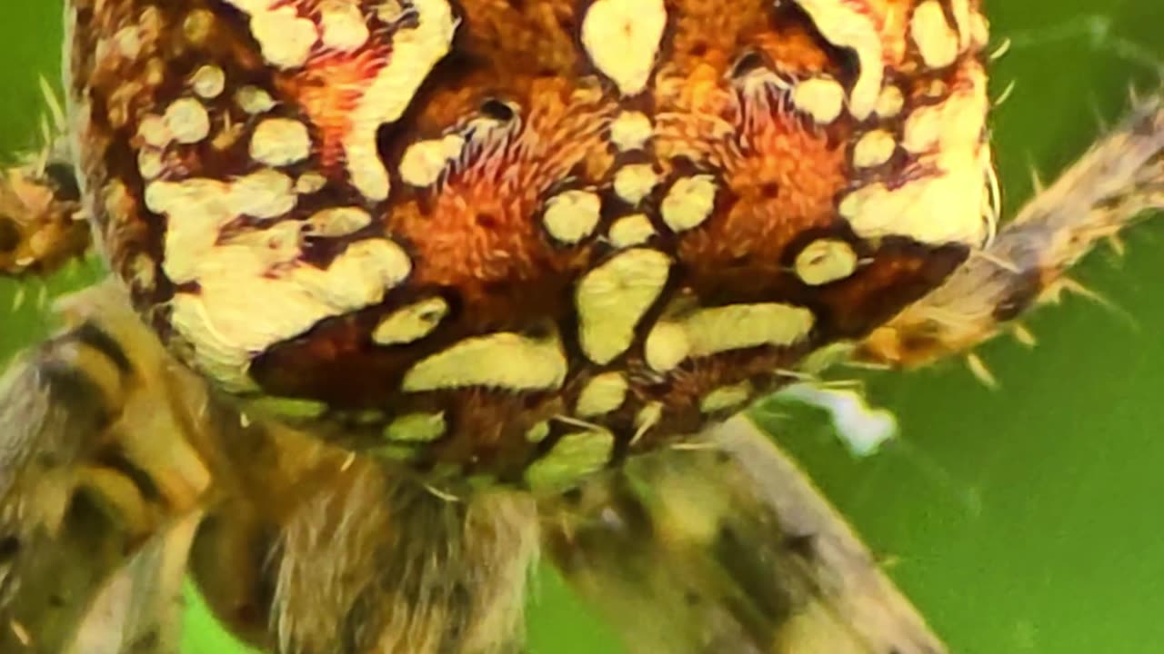 Cross spider close up