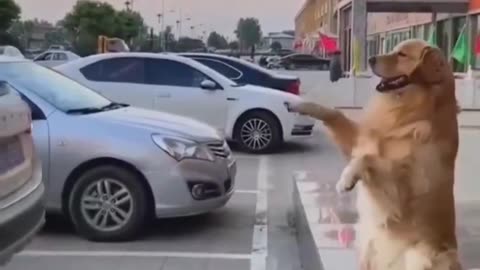 Adorable Golden Helps Park Car