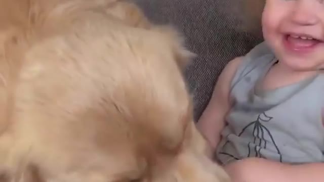 A dog that plays with a child