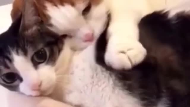 Cute Cat Video 2022 😂 - Cat best funny moments 😺 #06