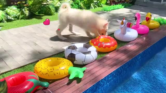 Baby Monkey Bon Bon swims with duck shaped swim float with puppy in the pool