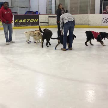 Dog runs around looking for owner