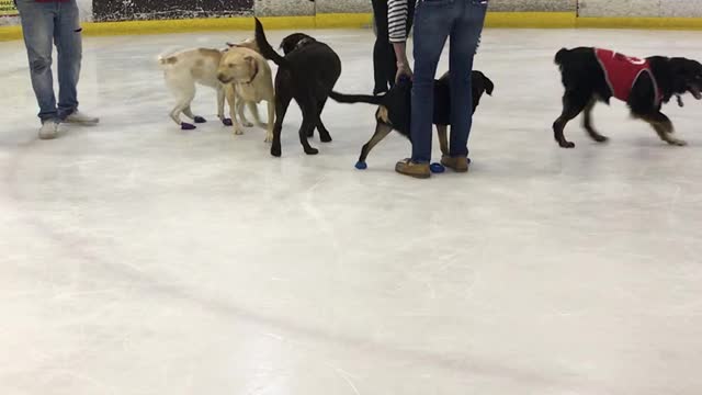 Dog runs around looking for owner