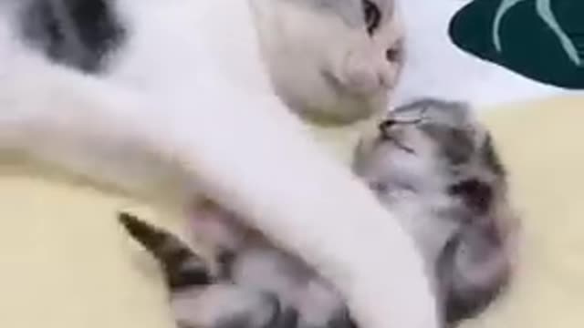 Mommy Cat Comforting Baby Kitten