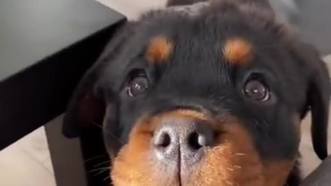 Ultimate Baby Dogs - Cute and Funny Dog Videos Compilation