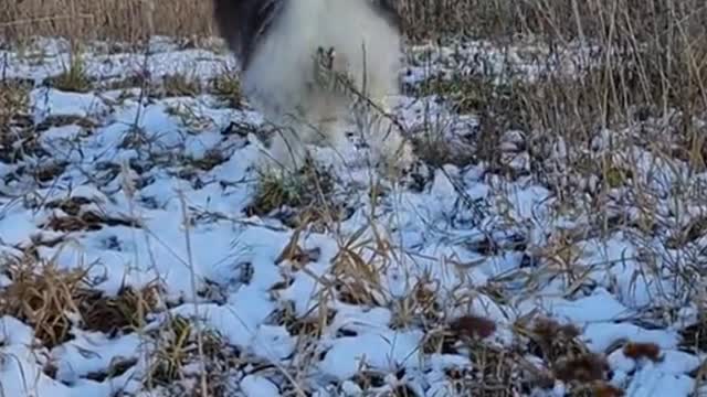 Cute Malamute