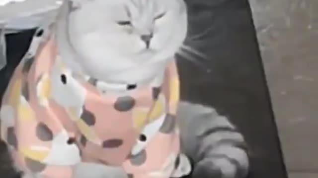 Amazing shot 😂😂😼