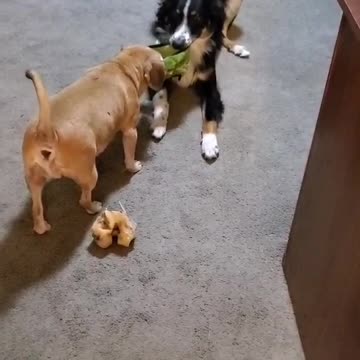 Doggy tug of war