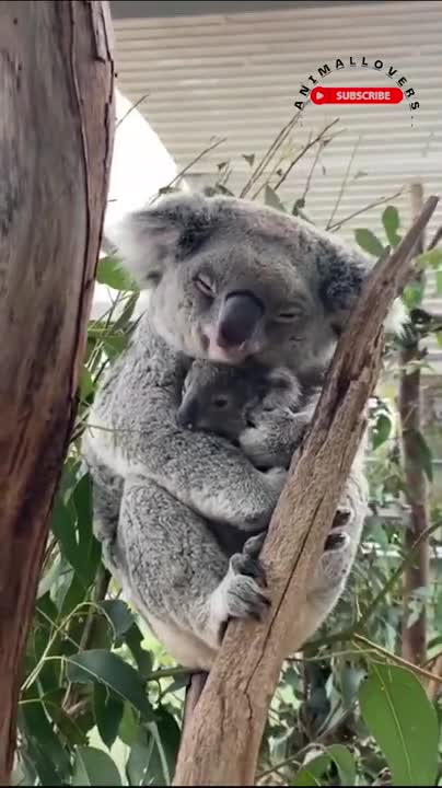 Watch Another World Animal