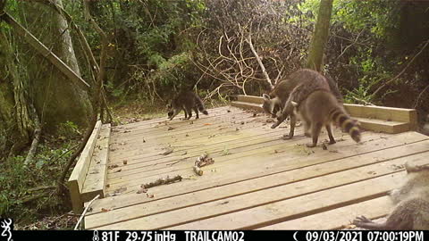 Rumble on the Bridge
