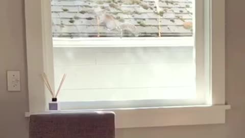 Dog fails at trying to catch squirrel