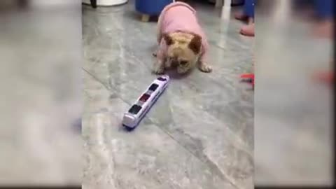 Baby dogs ! Cute funny dogs videos🤣😂🤣😄