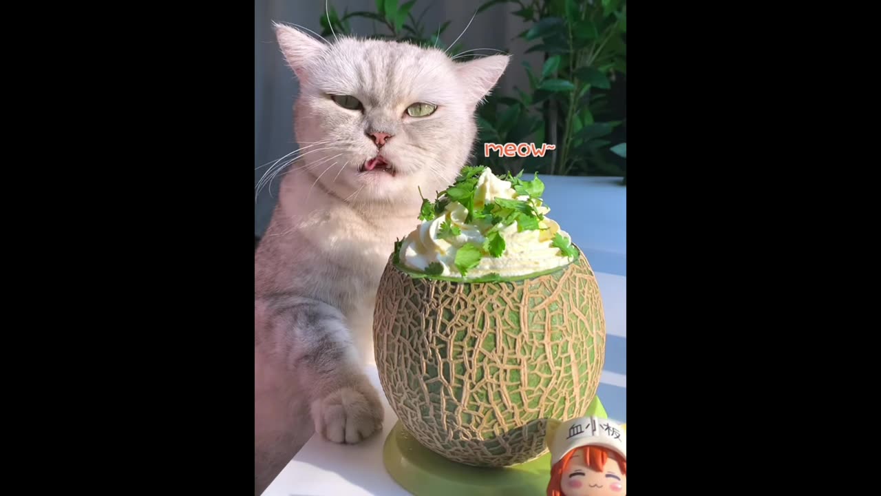 Delicious Recipes Made by Paws - the cat cook