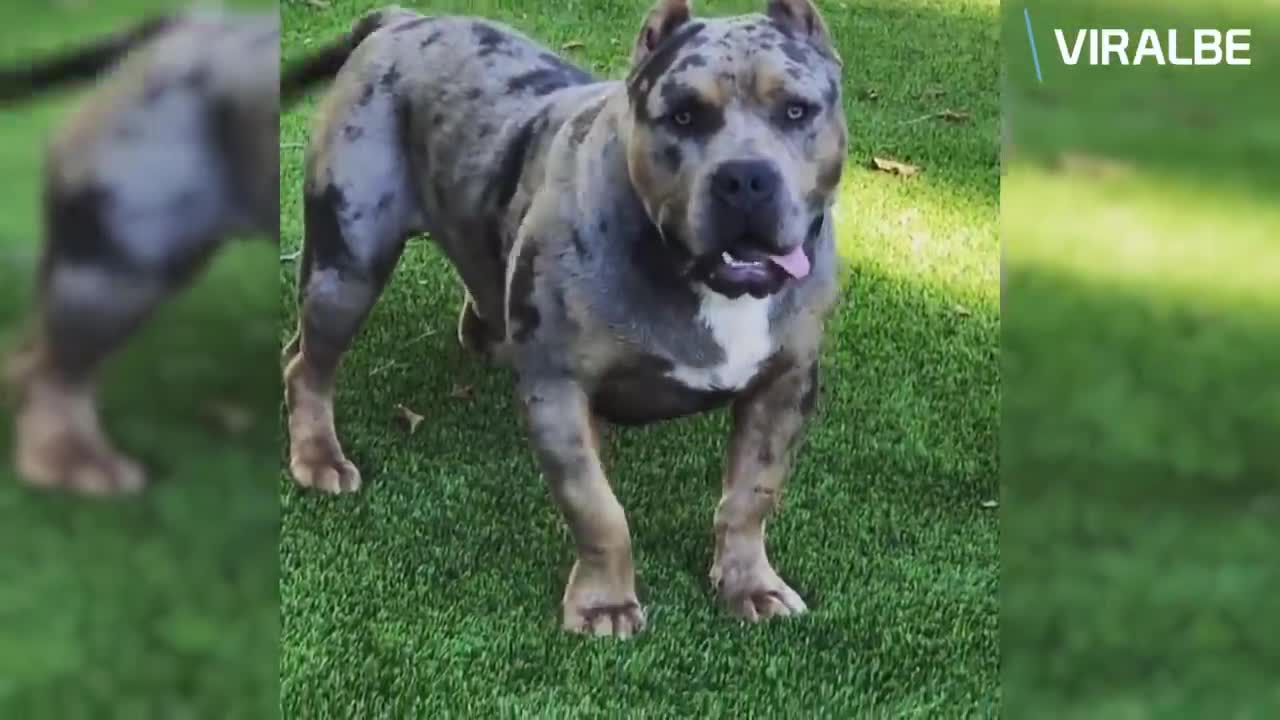 Best of American Bully Pitbulls - Extreme Dogs