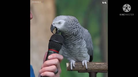 This parrot made sounds of different kinds of animals