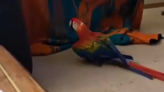 Parrot Screams During Peekaboo