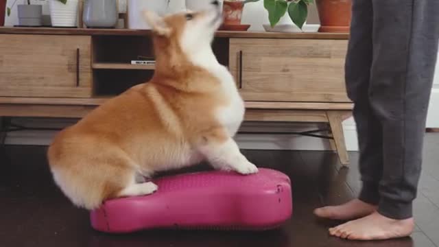 Balance training is awesome for building your dog’s core strength!