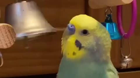 Singing parrot
