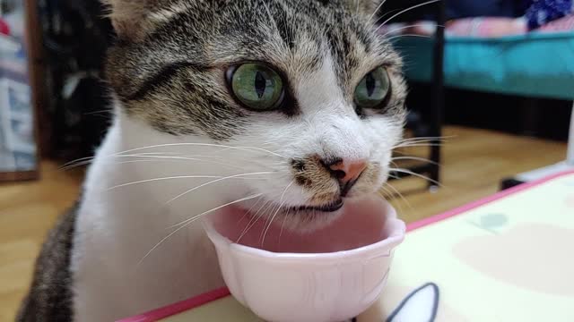 The sound of a cat drinking water