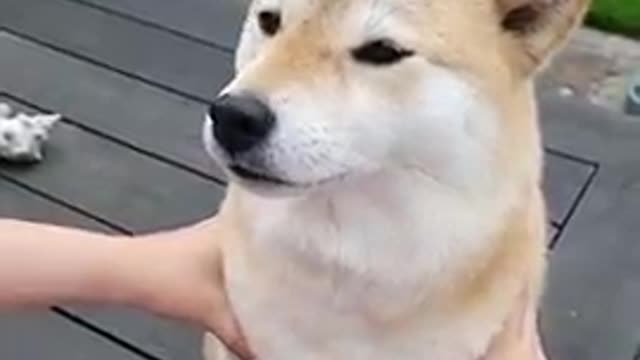 Dog video